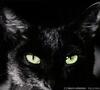 Black_Cat